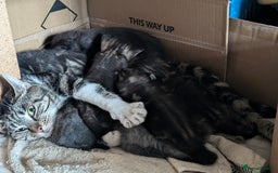 Domestic Shorthair cats for sale: Beautiful domestic short hair kittens for sale  - Image 2