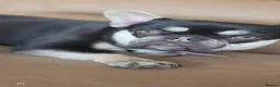 French Bulldog dogs for sale: KC French Bulldog FEMALE (rehoming) - Advert 5