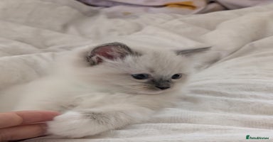 Ragdoll cats - Advert 9