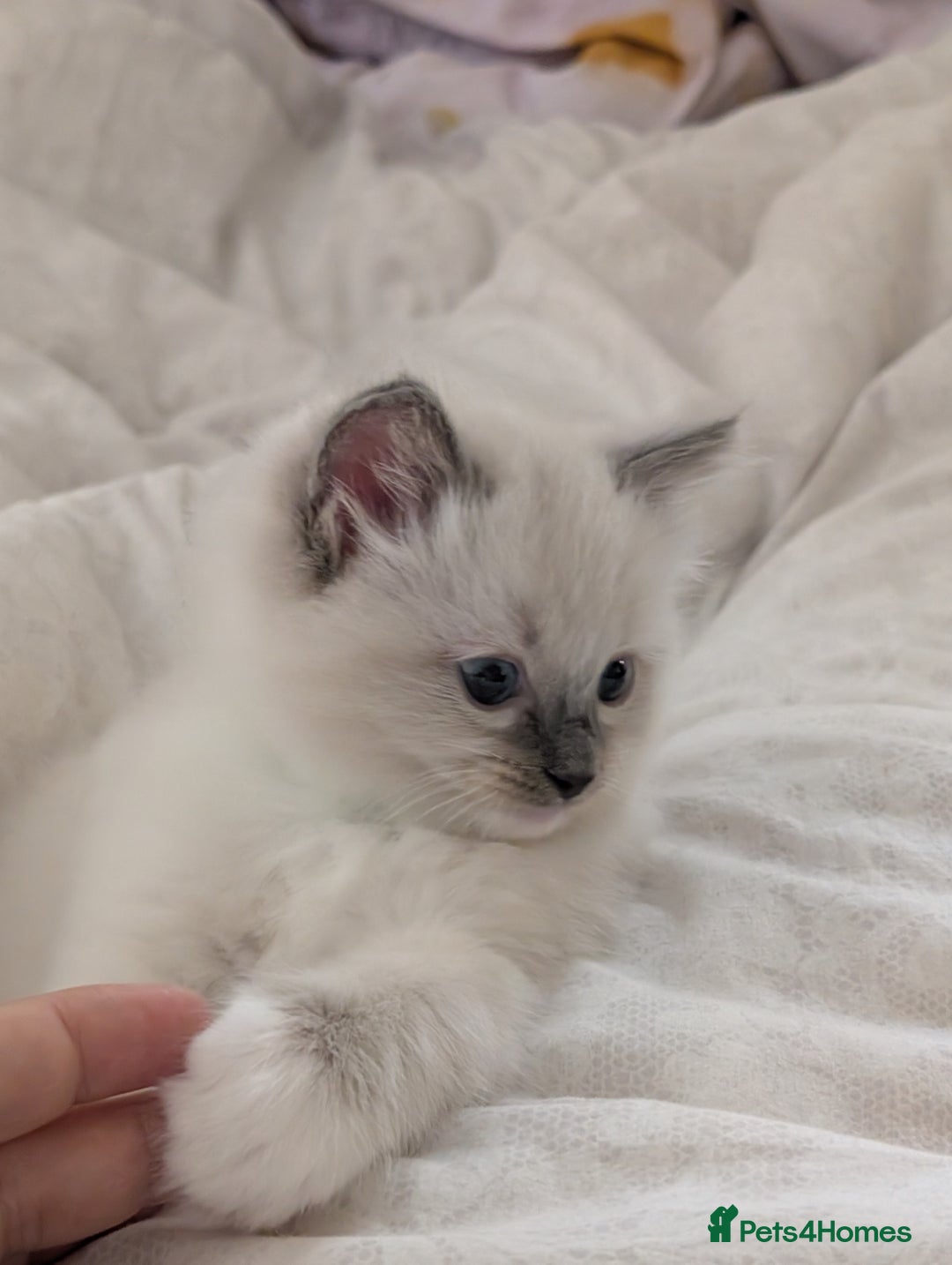 Ragdoll cats for sale: Gorgeous GCCF Registered Ragdoll Kittens Available - Image 2