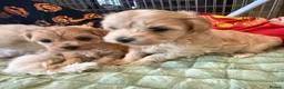 Maltipoo dogs for sale: Toy Maltipoo Puppies (TOY MALTESE X TOY POODLE) - Advert 9