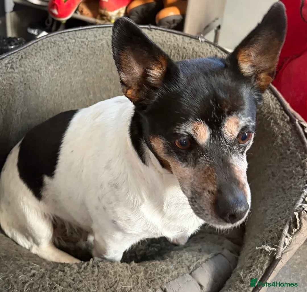 Jack Russell dogs for sale: Luna looking for a lovely retirement home  - Advert 1