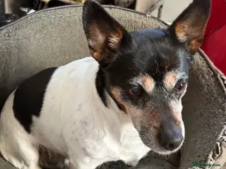 Jack Russell dogs Luna looking for a lovely retirement home - Advert 7