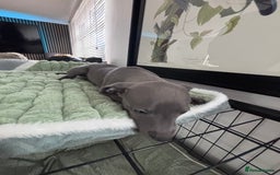 Whippet dogs for sale: Blue whippets  - Image 12