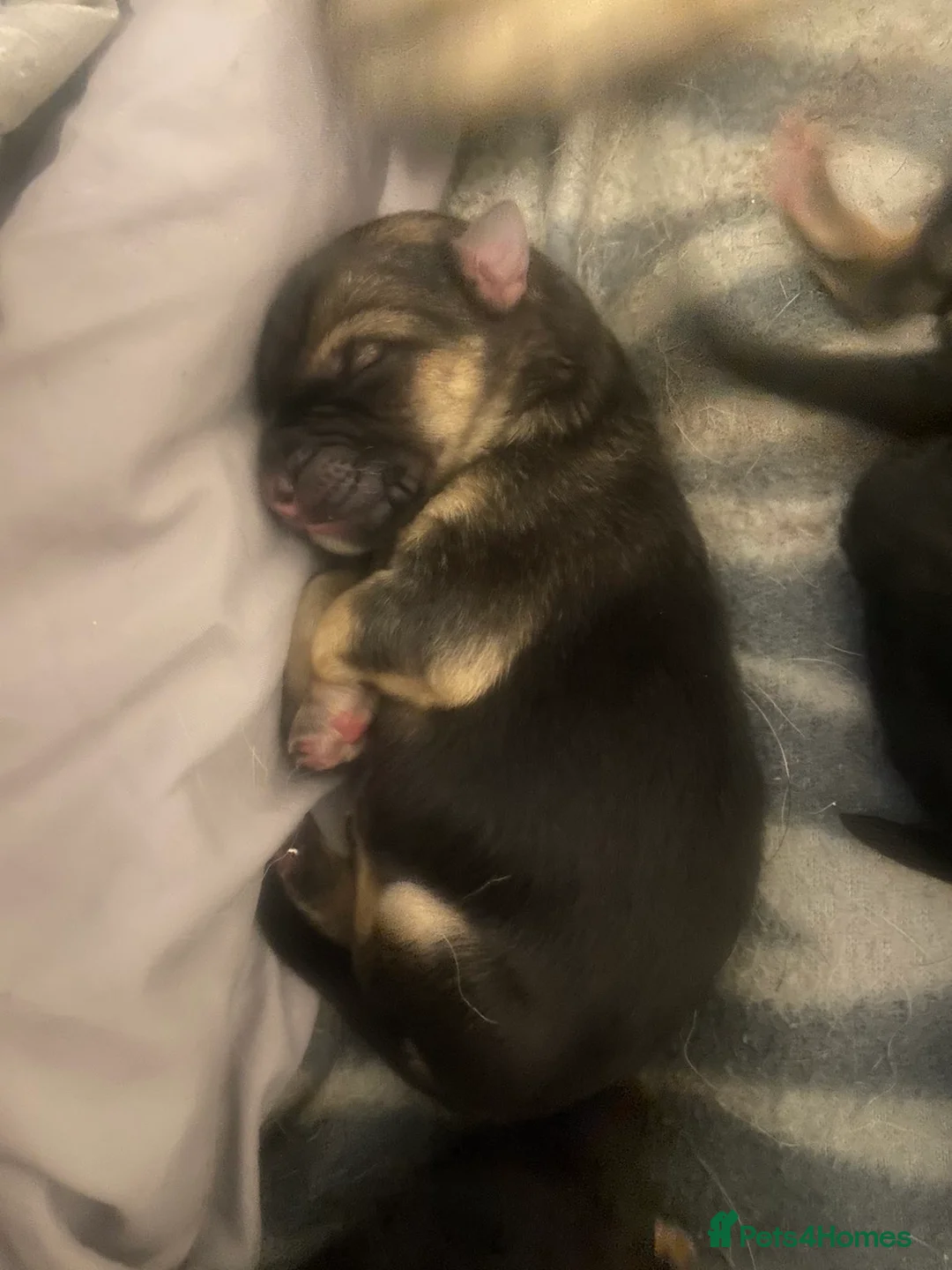 German Shepherd dogs for sale: German shepherd puppies in Tilbury - Advert 2