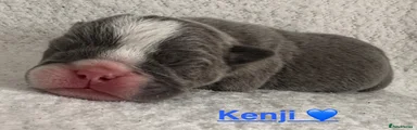 💙Kenji-Blue Trindle male 