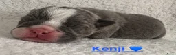 English Bulldog dogs for sale: HEALTH TESTED NEBBR REG OLDE ENGLISH BULLDOG PUPS - Advert 39