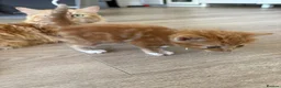 Mixed Breed cats for sale: 4 Ginger Male Kittens from 7th of September  in London - Advert 24