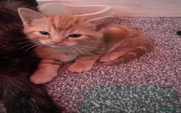 Mixed Breed cats for sale: 2 black male kittens ginger female  - Image 7