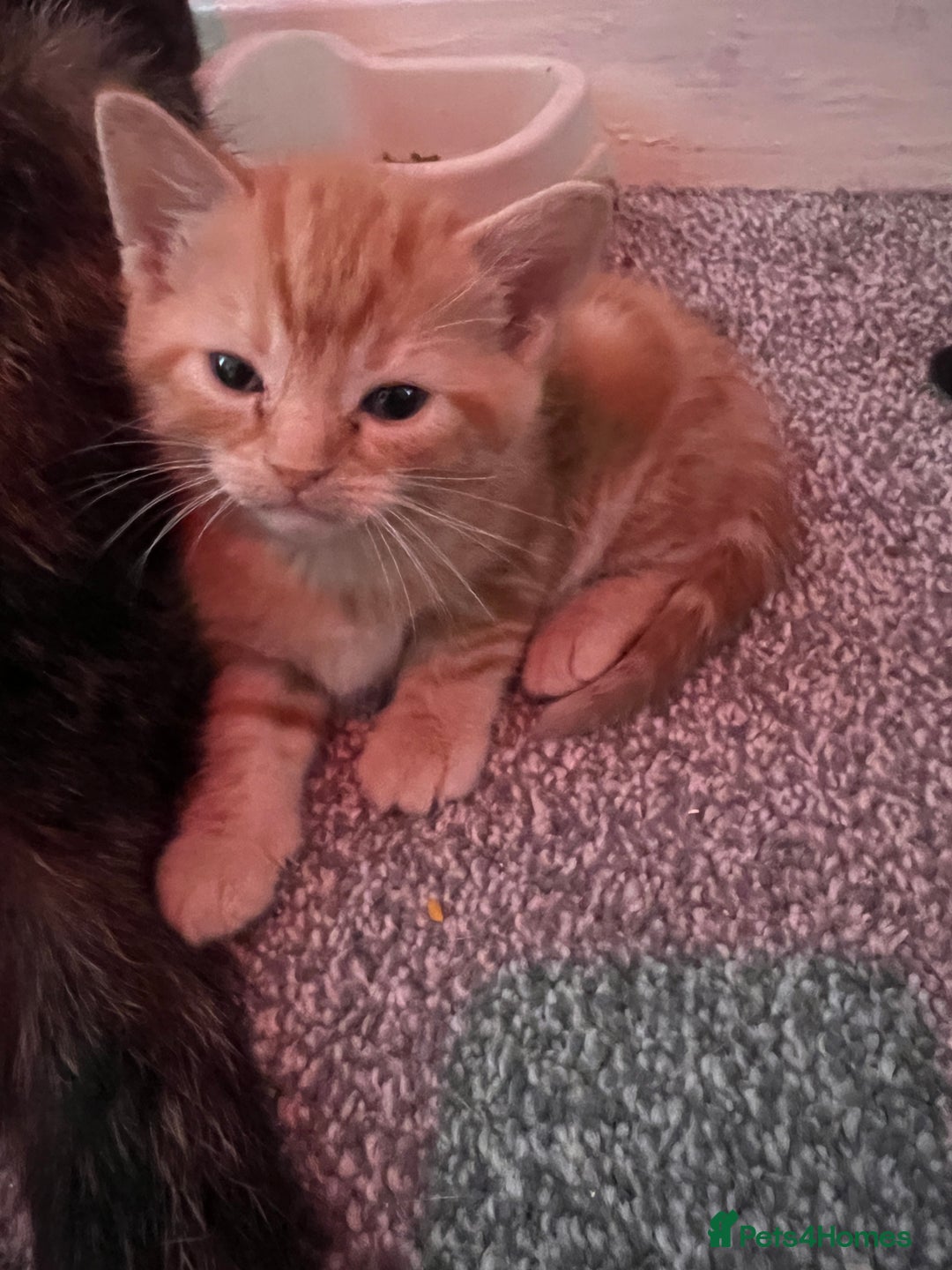 Mixed Breed cats for sale: 2 black male kittens ginger female  - Image 7