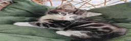 Mixed Breed cats for sale: Marble Bengal cross  - Advert 7