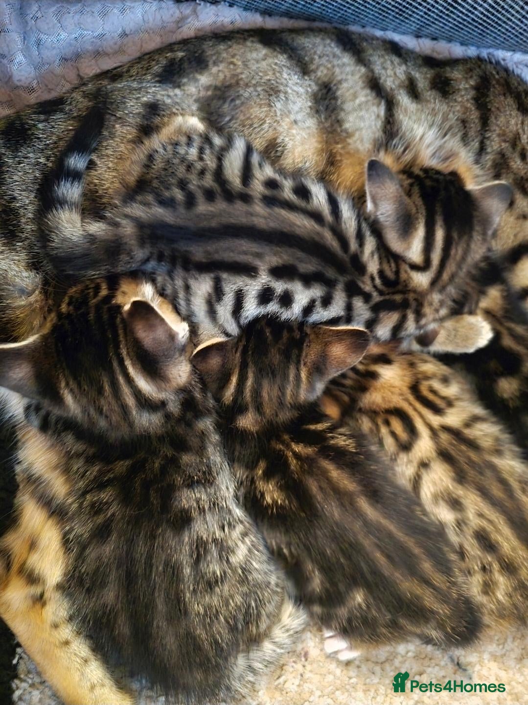Bengal cats beautiful bengal X kittens **ready to go** - Advert 1