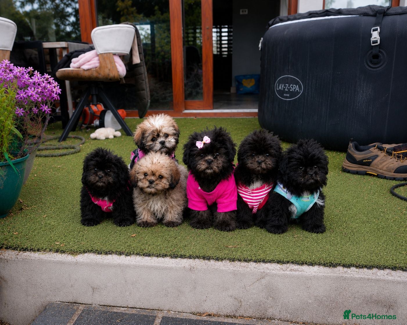 Shih Tzu dogs Beautiful Shih Tzu Puppies – 2 Boys, 4 Girls - Advert 1