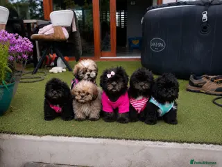 Shih Tzu dogs *READY TO GO* Beautiful Shih Tzu Puppies - Advert 1