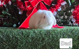 Mini Lop rabbits for sale: Pure mini lop babies  - Advert 20