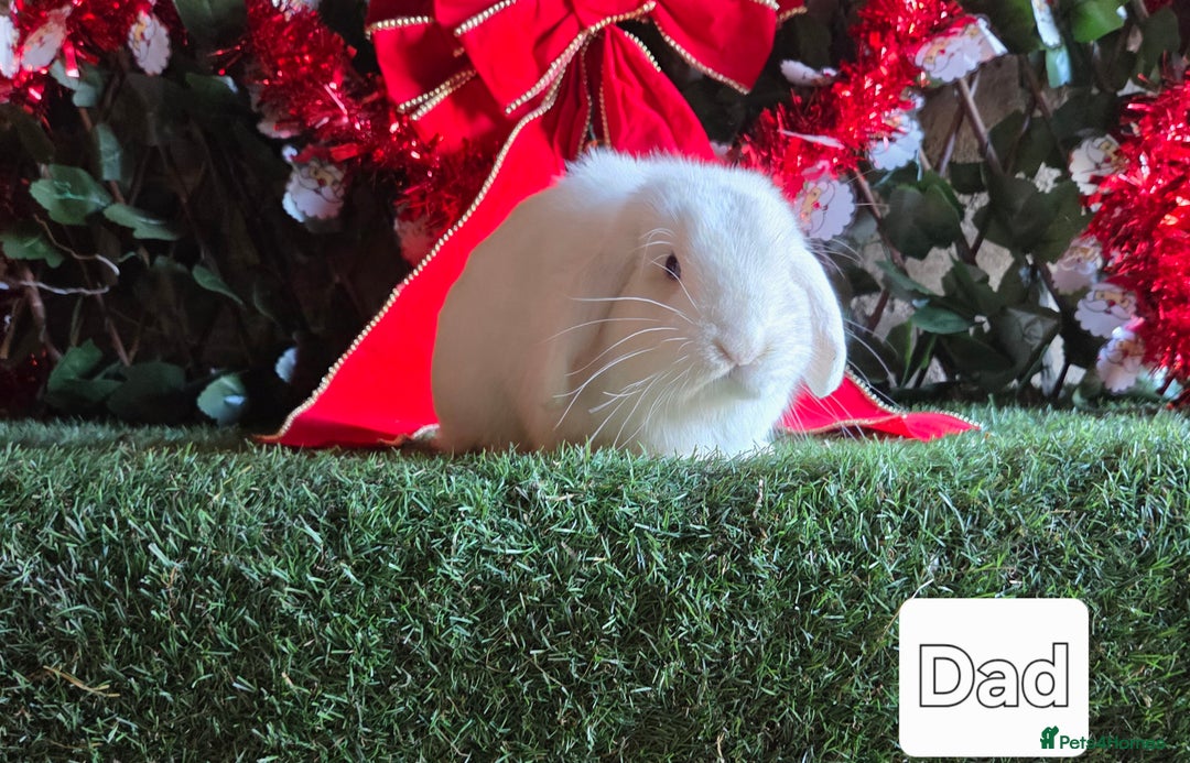 Mini Lop rabbits for sale: Pure mini lop babies  - Advert 20