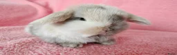 Mini Lop rabbits for sale: Baby mini lops for sale  - Advert 8