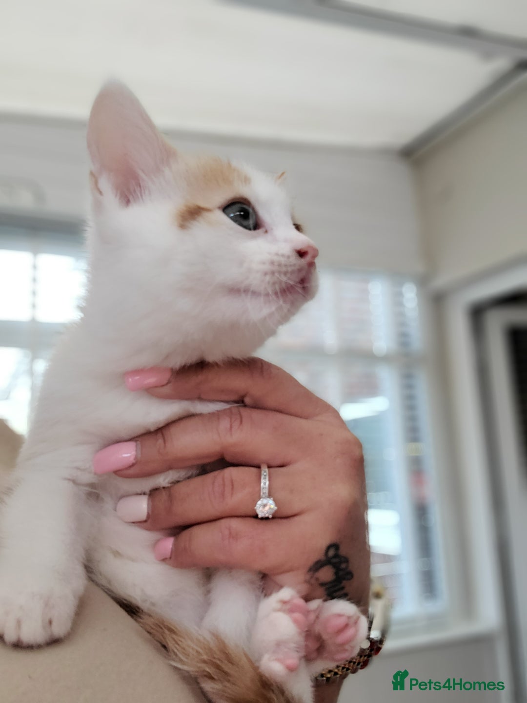 Mixed Breed cats for sale: Ginger white kittens  - Advert 3