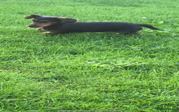 Mixed Breed dogs for sale: Dachshund cross Yorkshire terrier female  - Image 8