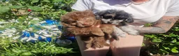 Pomapoo dogs for sale: Lovely tiny Pomapoo’s available  - Advert 3