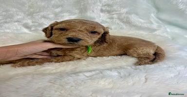 Goldendoodle dogs Outstanding quality fully tested Goldendoodle pups - Advert 2