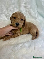 Goldendoodle dogs Outstanding quality fully tested Goldendoodle pups - Advert 4