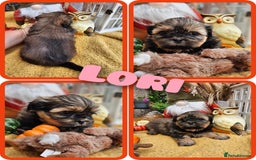 Shih Tzu dogs for sale: Shih tzu puppies - purebreed - licenced breeder  - Image 7