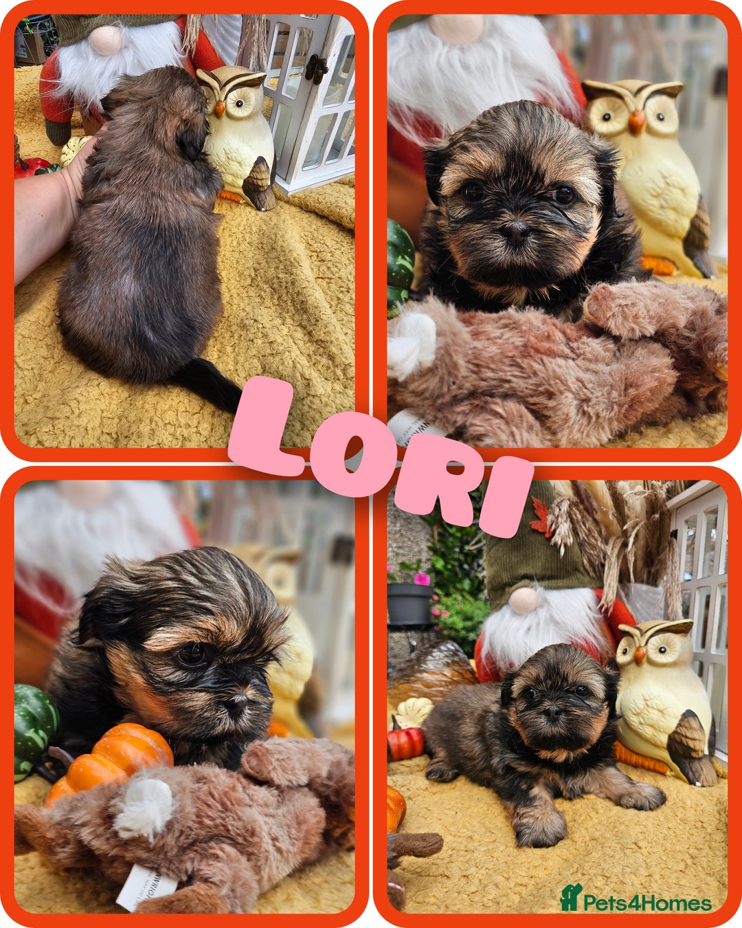 Shih Tzu dogs for sale: Shih tzu puppies - purebreed - licenced breeder  - Image 7