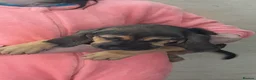 Bloodhound dogs for sale: Bloodhound Puppies - Advert 11