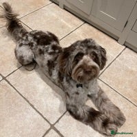 Cockapoo dogs F1 Merle Male Cockapoo for Stud in Nottingham - Advert 1