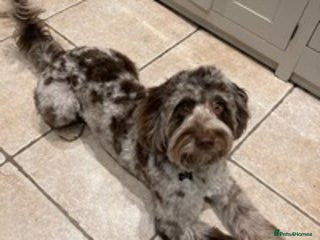 Cockapoo dogs in Nottingham - Advert 3