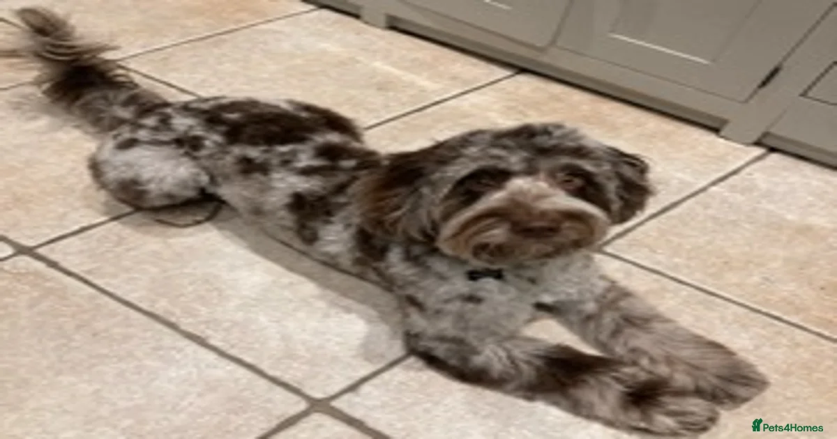F1 Merle Male Cockapoo for Stud for stud in Nottingham | Pets4Homes