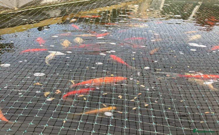 Pond Fish fish Pond fish - Advert 1