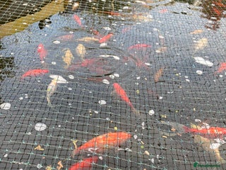 Pond Fish fish Pond fish - Advert 1