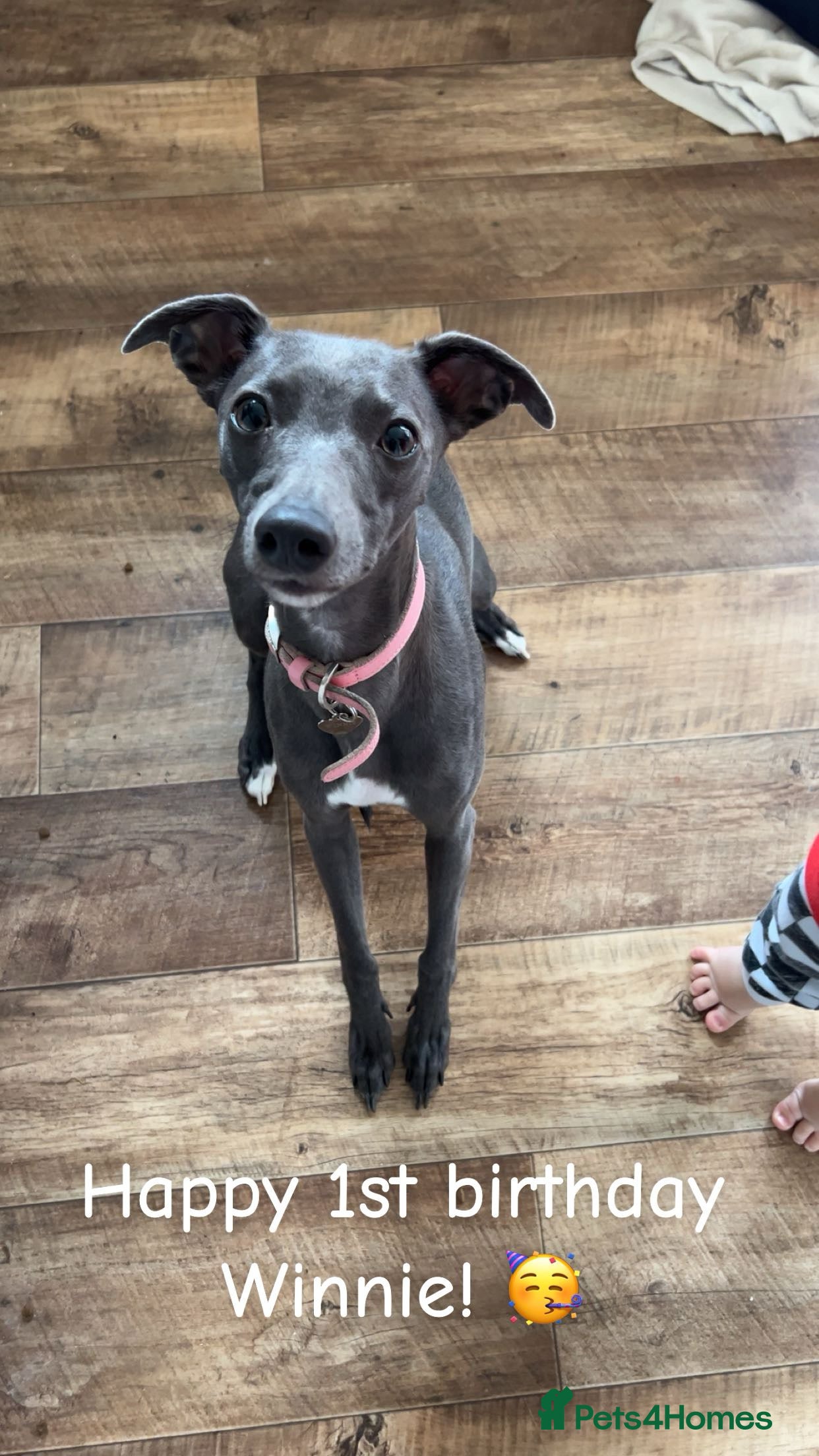 Whippet dogs Female Whippet - Advert 1