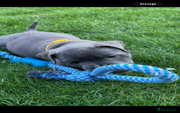 Staffordshire Bull Terrier dogs for sale: Blue Staffordshire bull terrier  - Image 22