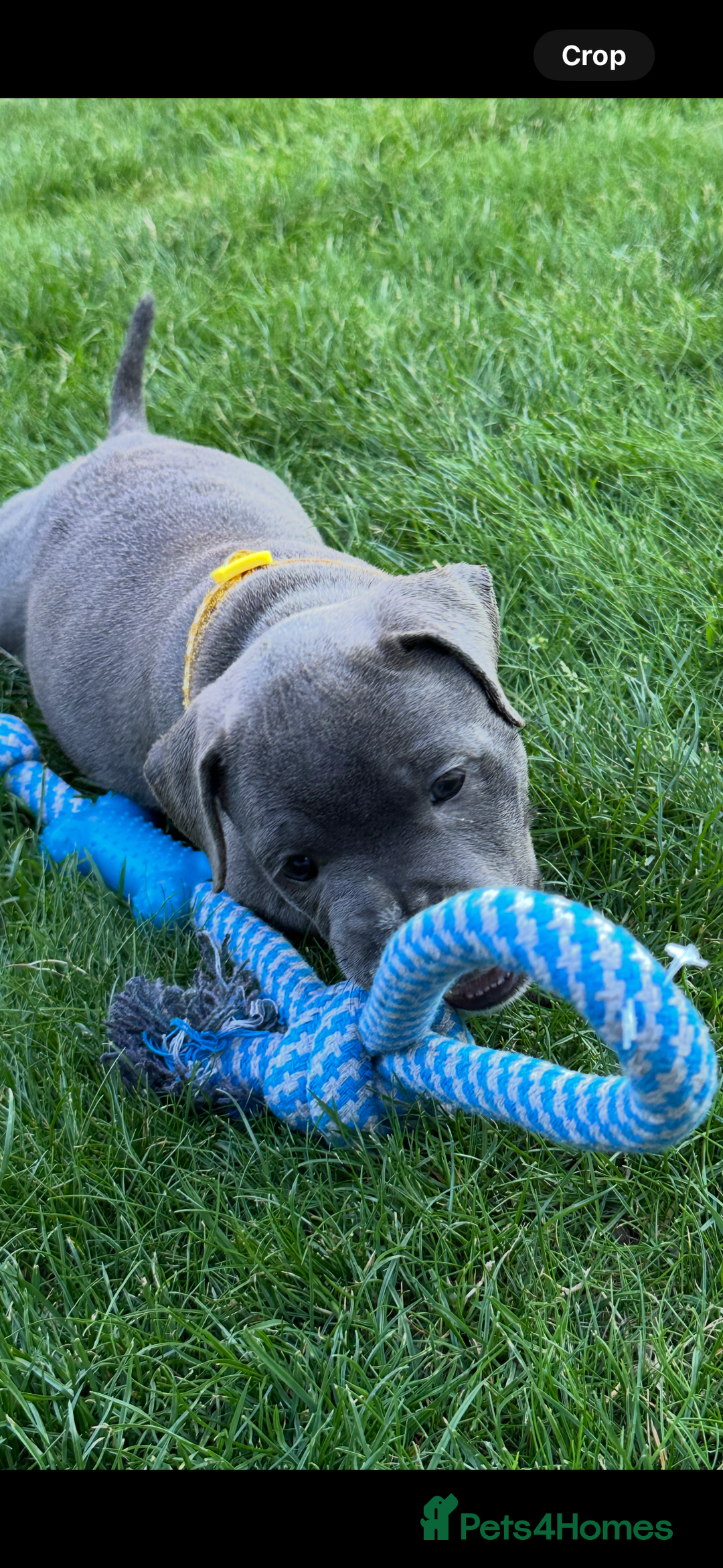 Staffordshire Bull Terrier dogs for sale: Blue Staffordshire bull terrier  - Image 22