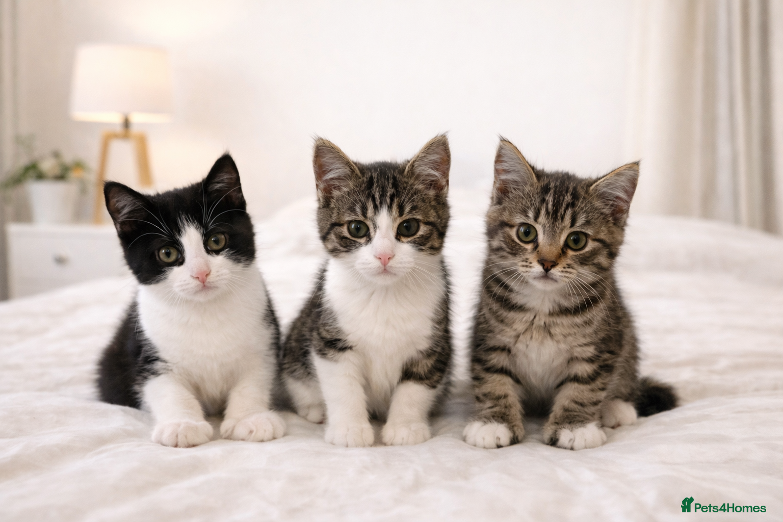 Mixed Breed cats Male Kittens for Sale-Polydactyl & Tabby  - Advert 7
