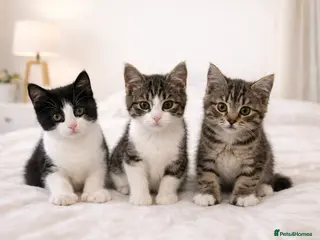 Mixed Breed cats Male Kittens for Sale-Polydactyl & Tabby - Advert 7