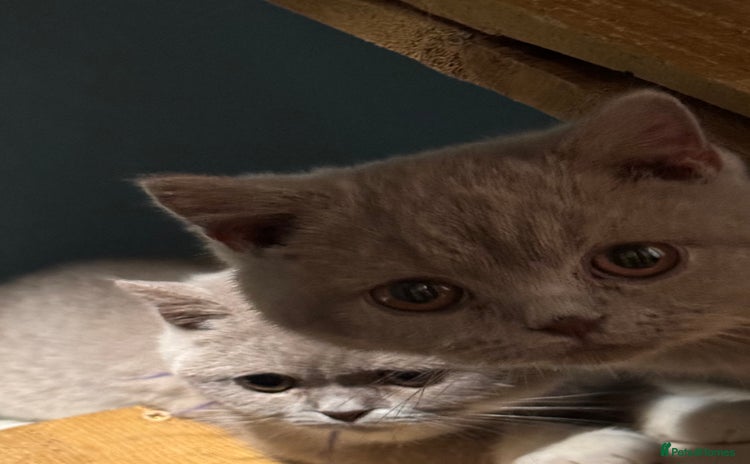 British Shorthair cats - Advert 1