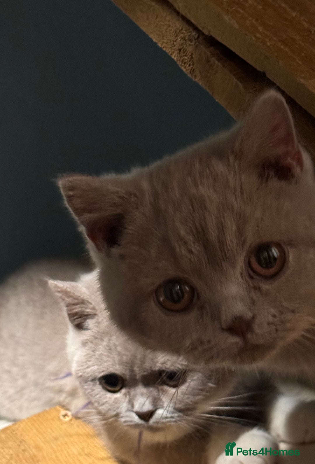 British Shorthair cats for sale: British short hair kittens  - Image 1