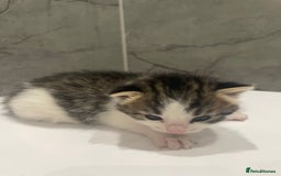 Mixed Breed cats for sale: 5 Mixed Breed Kittens for sale - Image 4