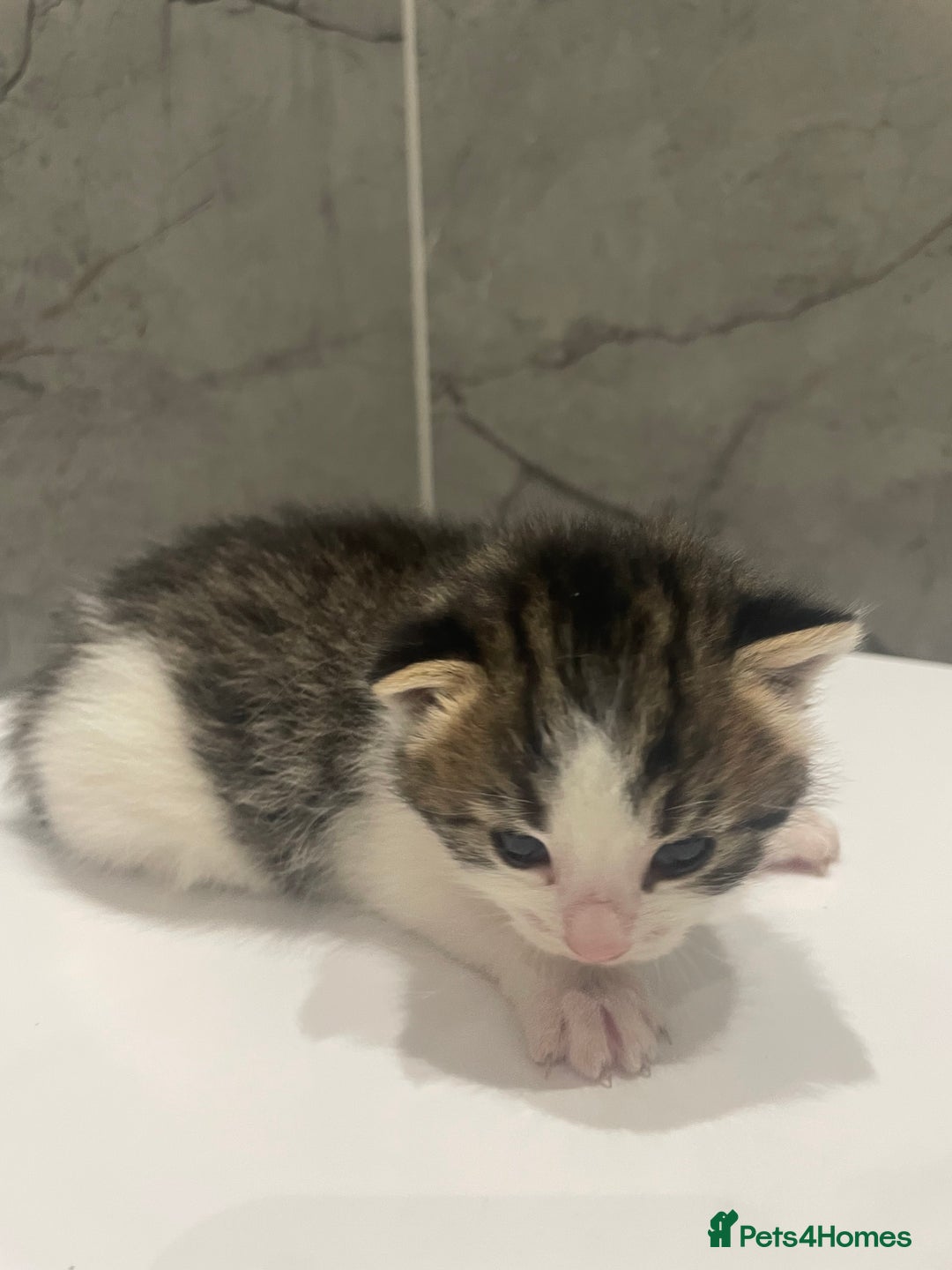 Mixed Breed cats for sale: 5 Mixed Breed Kittens for sale - Image 4