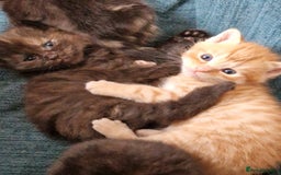 European cats for sale: 4 adorable healthy kittens - Image 1