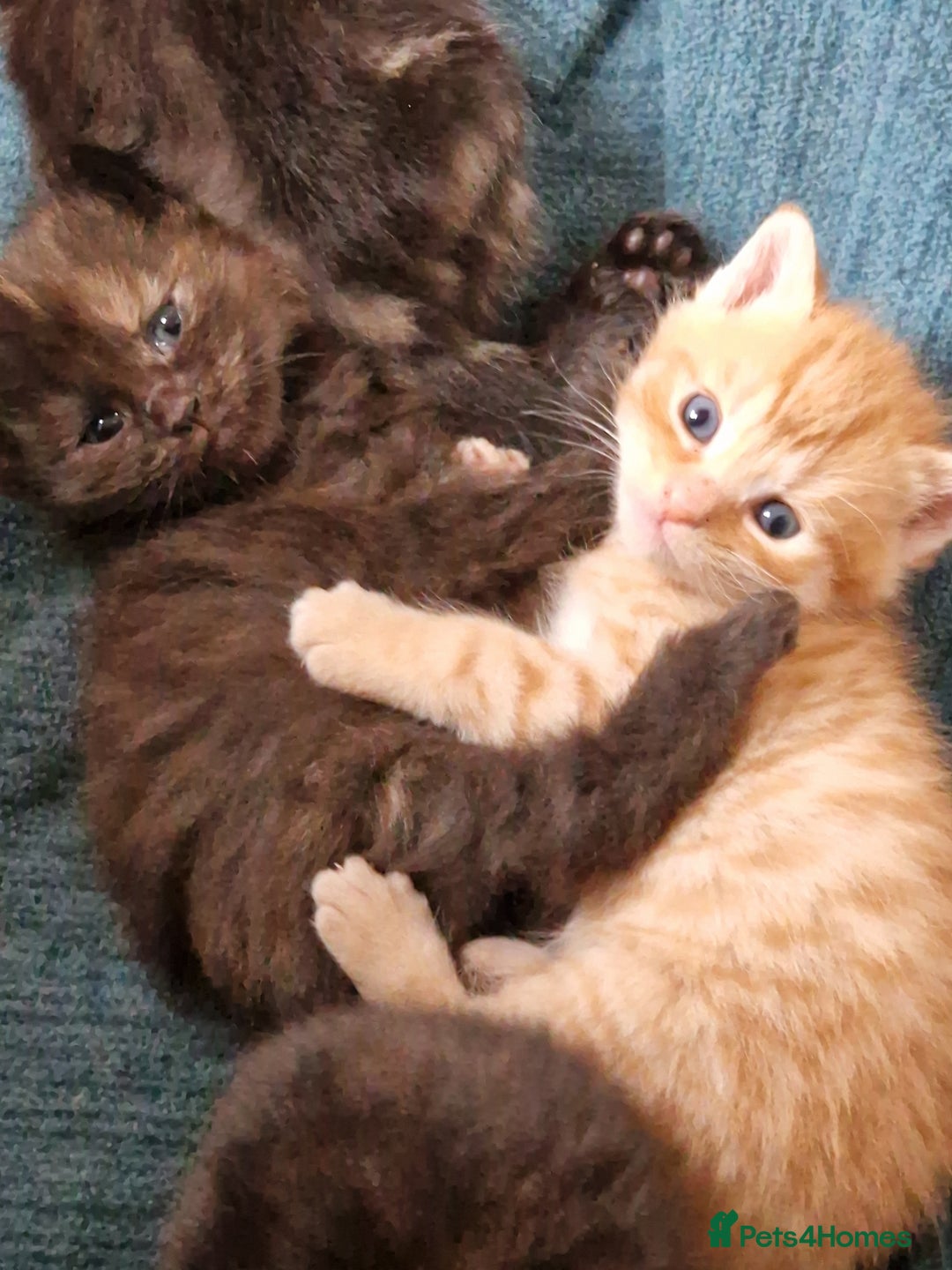 European cats for sale: 4 adorable healthy kittens - Image 1