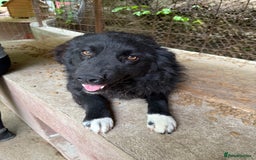 Mixed Breed dogs for adoption: Astra - Friendly girl looking for a home! - Image 1