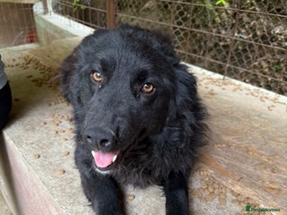 Mixed Breed dogs - Advert 12