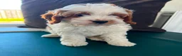 Cavapoo dogs for sale: Cavapoo puppies  in Cookstown - Advert 5
