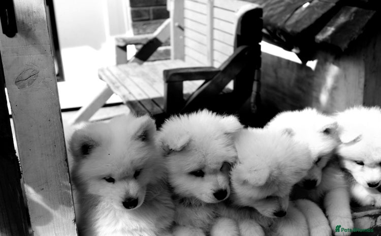 Samoyed dogs - Advert 1