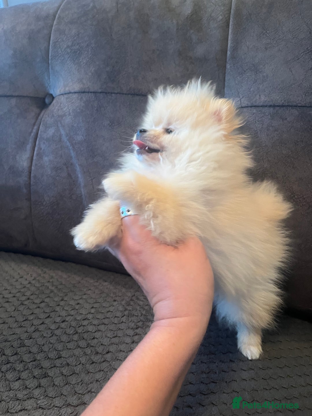Pomeranian dogs for sale: Pomeranian  puppies  - Image 14